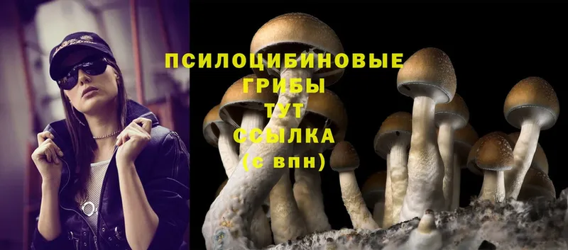 Галлюциногенные грибы Psilocybine cubensis  Артёмовск 